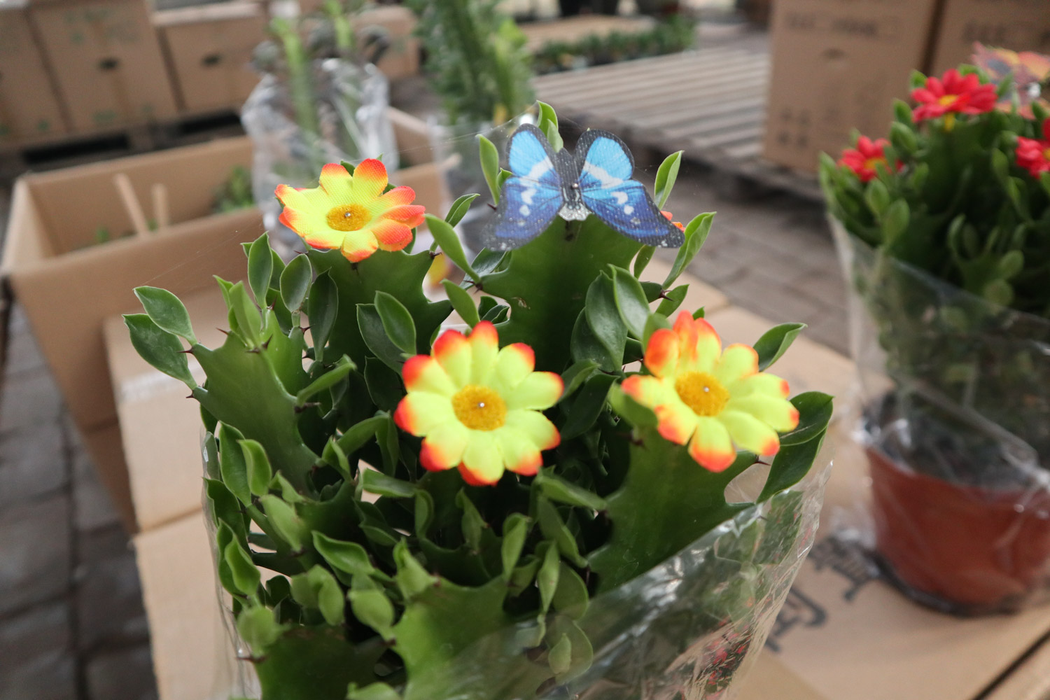 龙骨花的病虫害预防和治疗