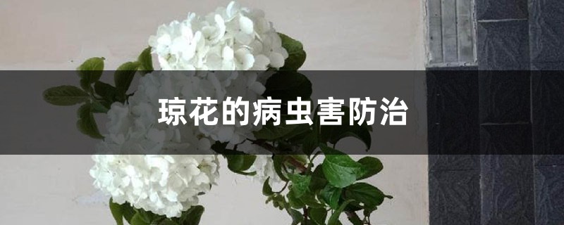 琼花的病虫害预防和治疗