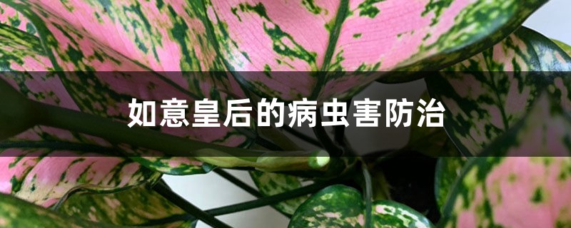 如意皇后的病虫害预防和治疗