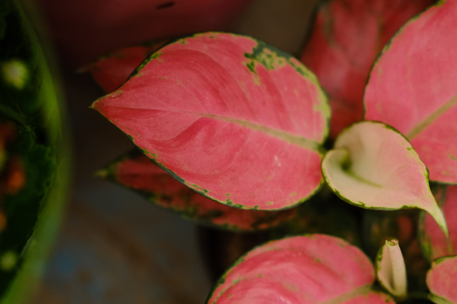 如意皇后 如意皇后的病虫害预防和治疗