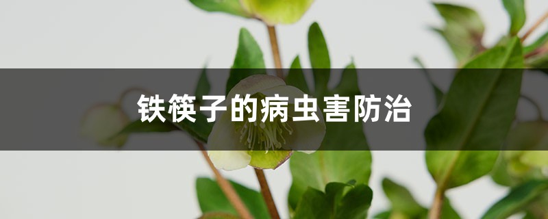 铁筷子的病虫害预防和治疗