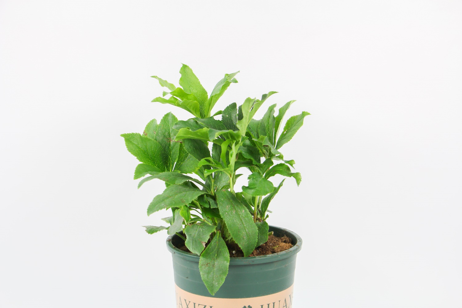 铁筷子 铁筷子的病虫害预防和治疗