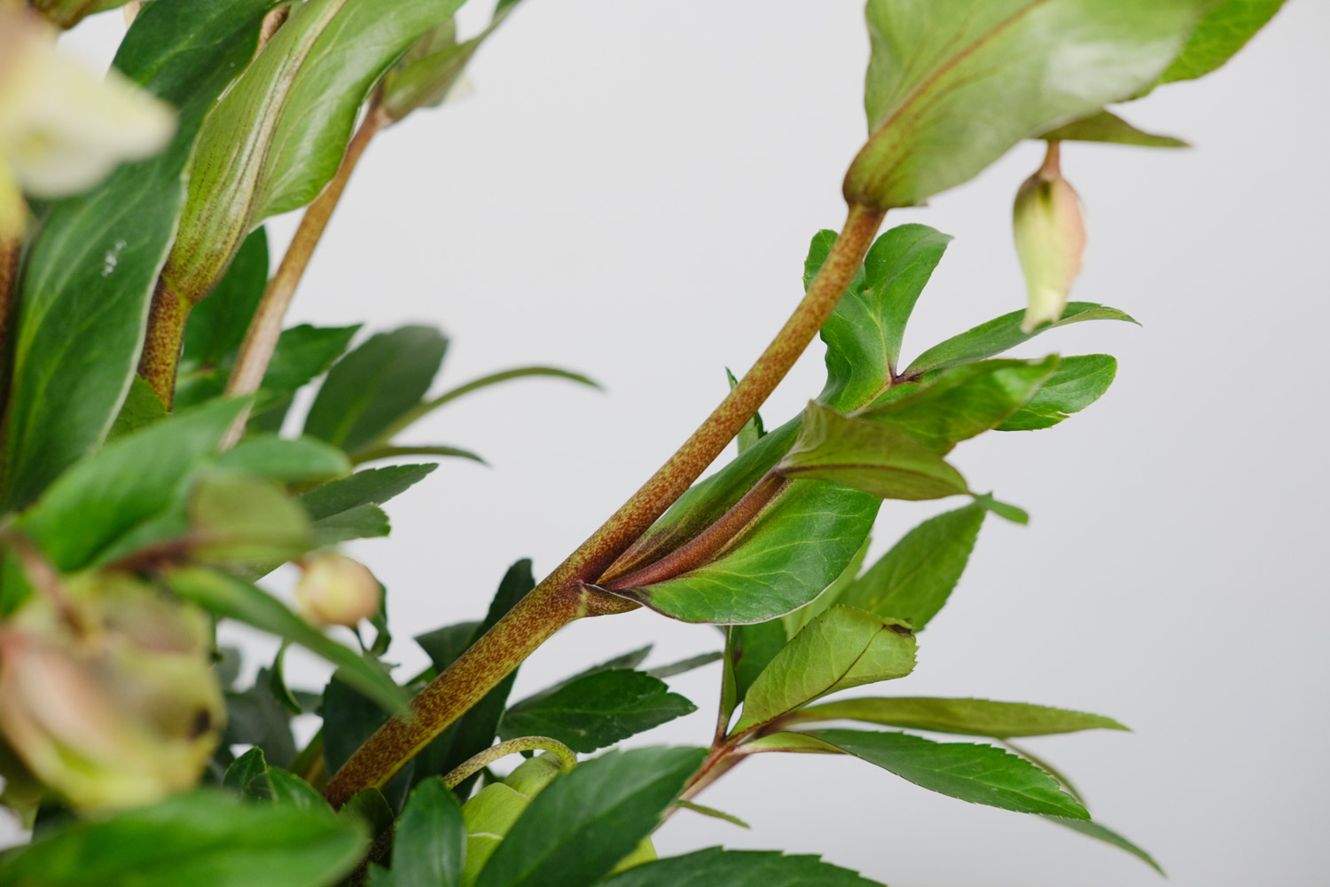 铁筷子 铁筷子的病虫害预防和治疗