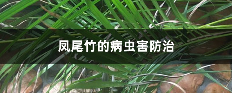 凤尾竹的病虫害预防和治疗