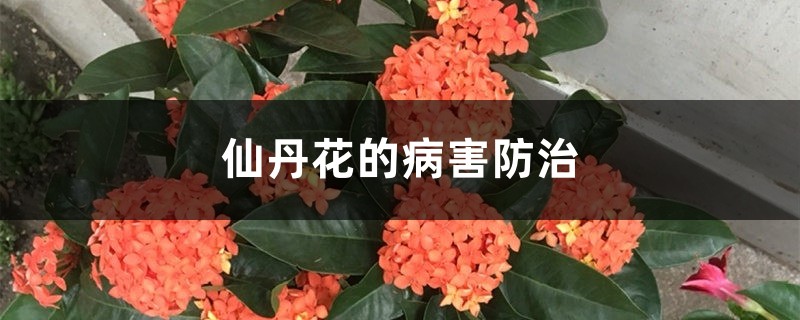 仙丹花的病害预防和治疗