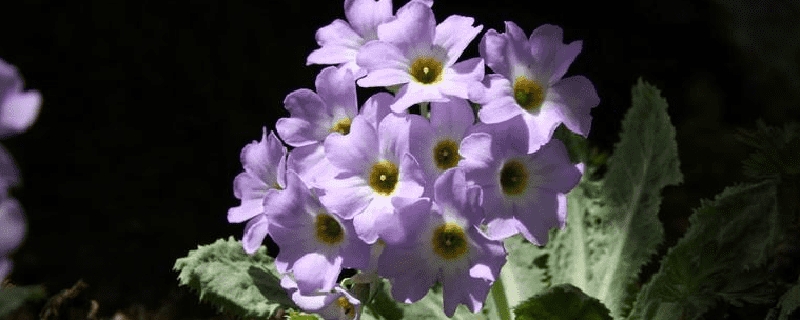 苣叶报春的病虫害预防和治疗