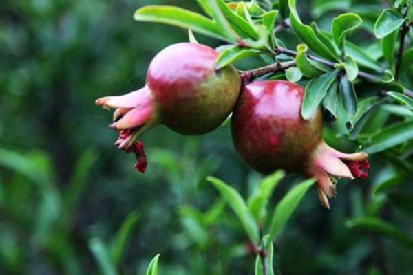 月季石榴病虫害预防和治疗