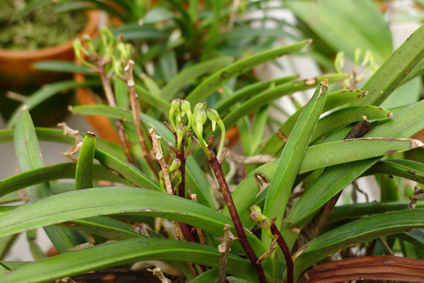 风兰的病虫害预防和治疗