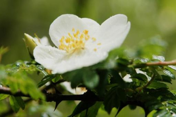 峨眉蔷薇的病虫害预防和治疗
