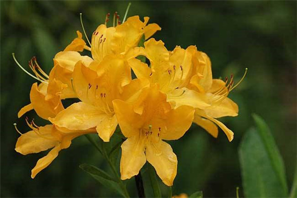 羊踯躅的病虫害预防和治疗