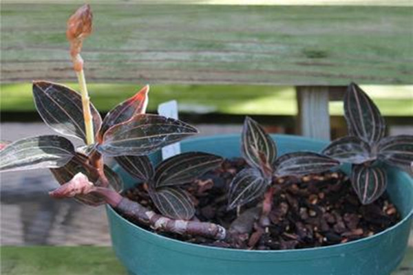 血叶兰的病虫害预防和治疗