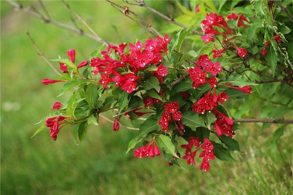 红王子锦带的病害预防和治疗