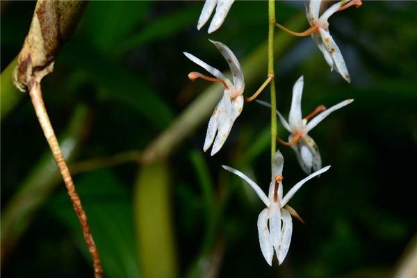 耳唇兰的病虫害预防和治疗