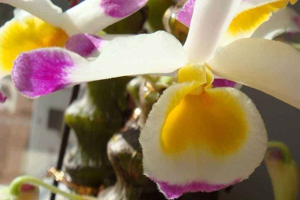 肿节石斛的病虫害预防和治疗