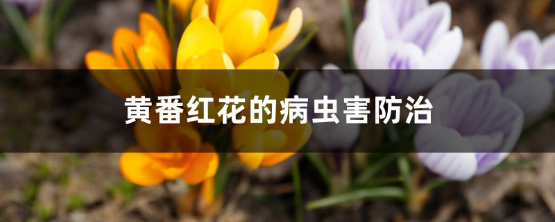 黄番红花的病虫害预防和治疗