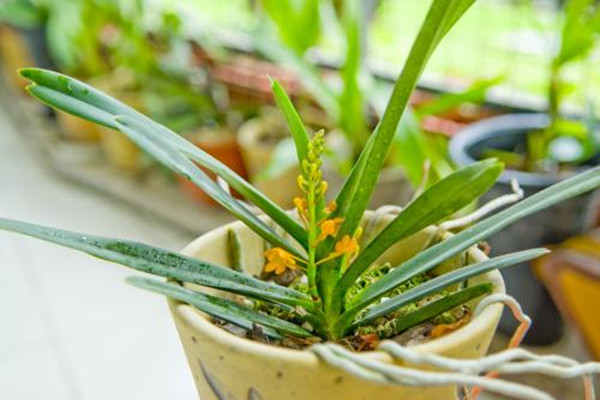 鸟舌兰的病虫害预防和治疗