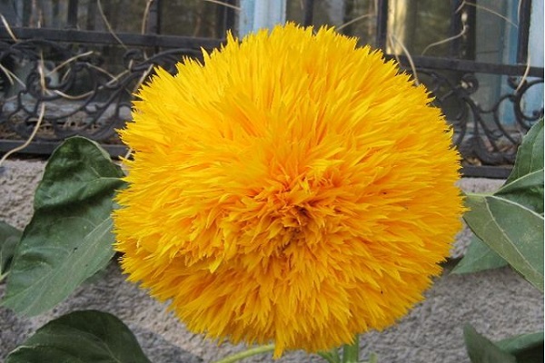 千瓣葵的病虫害预防和治疗