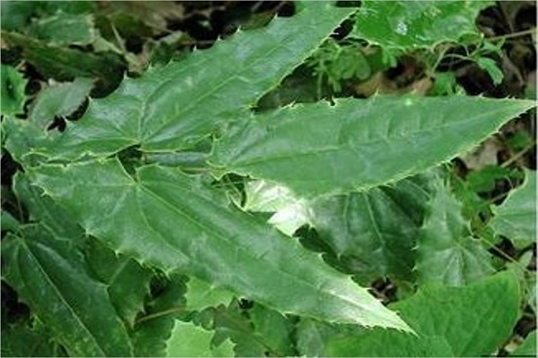 淫羊藿的病虫害预防和治疗