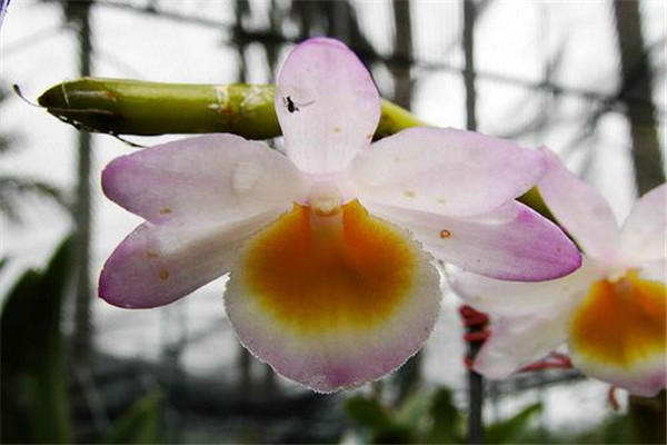 玫瑰石斛的病虫害预防和治疗