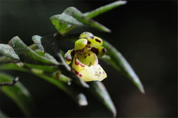 盆距兰的病虫害预防和治疗