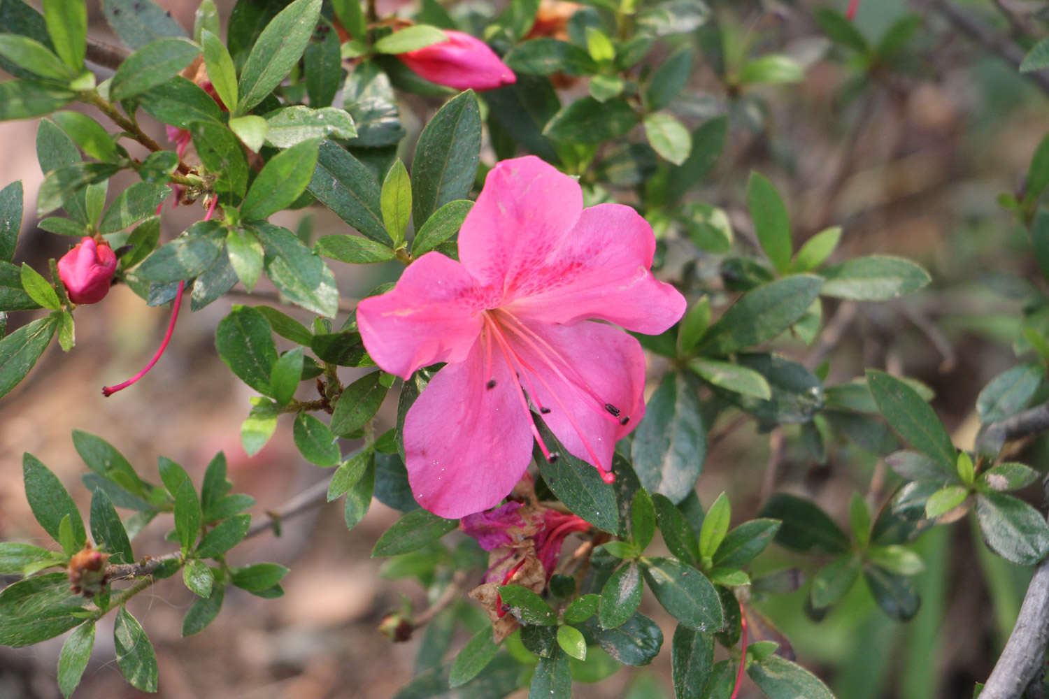 锦绣杜鹃的病虫害预防和治疗