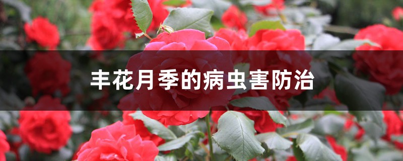 丰花月季的病虫害预防和治疗
