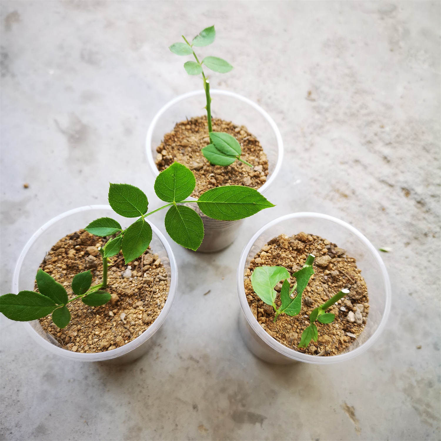 丰花月季的病虫害预防和治疗