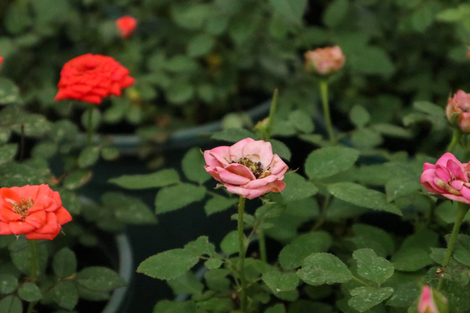 丰花月季的病虫害预防和治疗