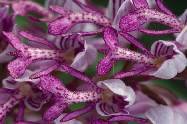 宽叶红门兰的病虫害预防和治疗