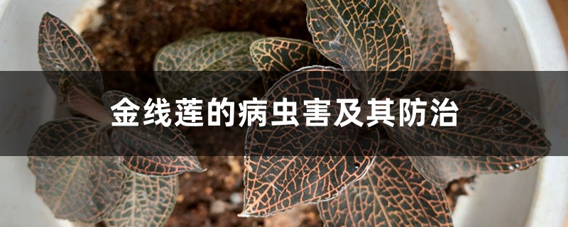 金线莲的病虫害及其预防和治疗