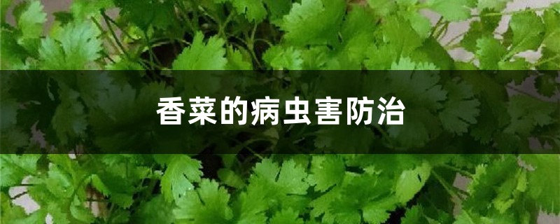 香菜的病虫害预防和治疗