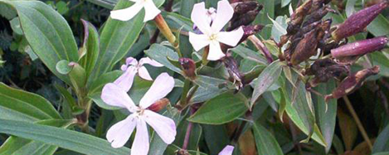 肥皂草的病虫害预防和治疗办法