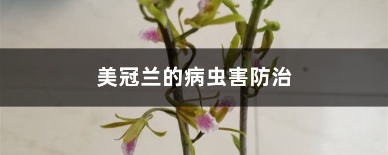 美冠兰的病虫害预防和治疗
