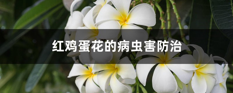 红鸡蛋花的病虫害预防和治疗
