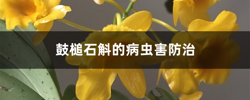 鼓槌石斛的病虫害预防和治疗
