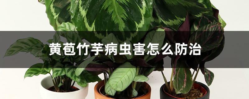 黄苞竹芋的病虫害预防和治疗办法