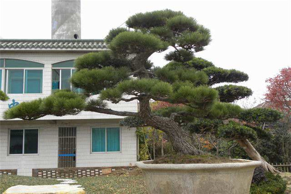 黑松的病虫害预防和治疗