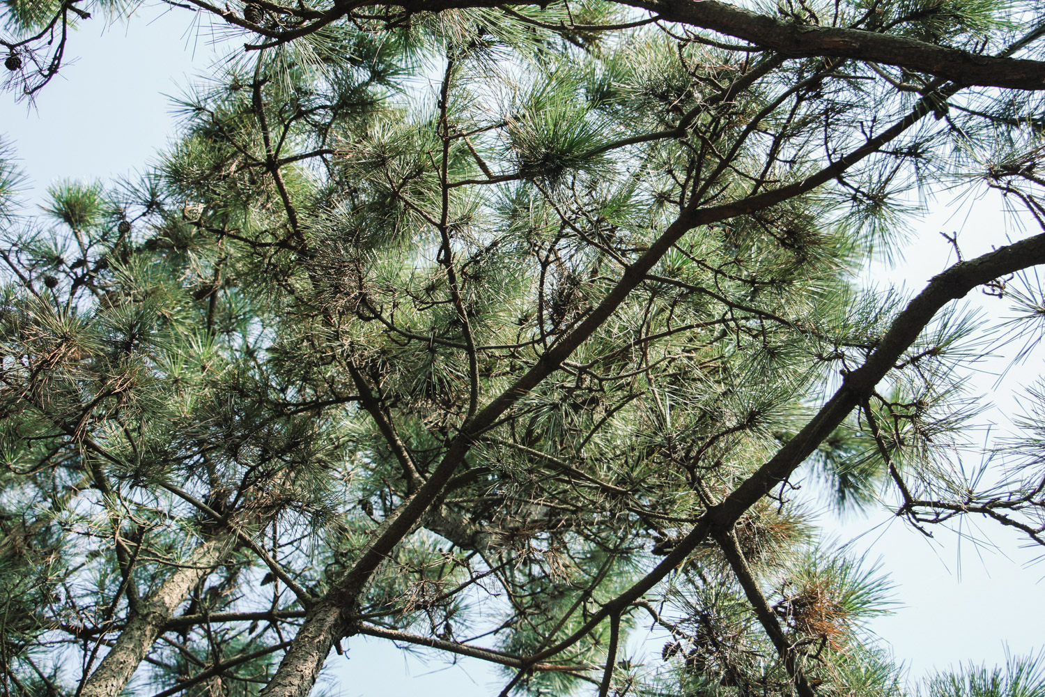 黑松的病虫害预防和治疗