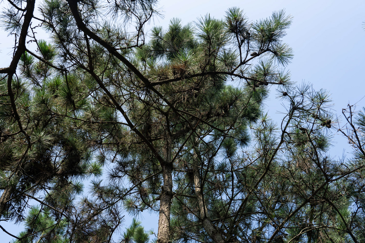 黑松的病虫害预防和治疗