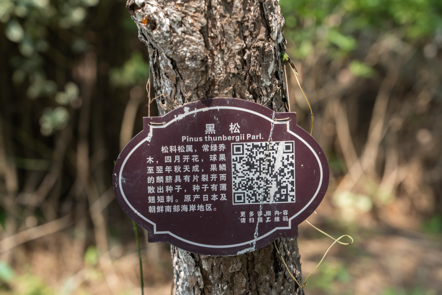 黑松的病虫害预防和治疗