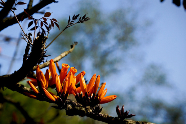 火烧花的病害预防和治疗