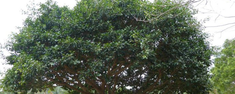 高山榕的病害预防和治疗