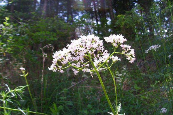 缬草的病虫害预防和治疗