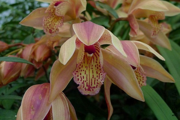 黄蝉兰的病虫害预防和治疗