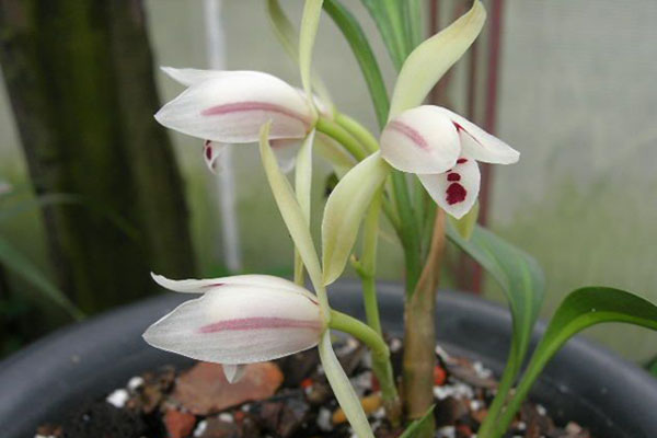 兔耳兰的病虫害预防和治疗