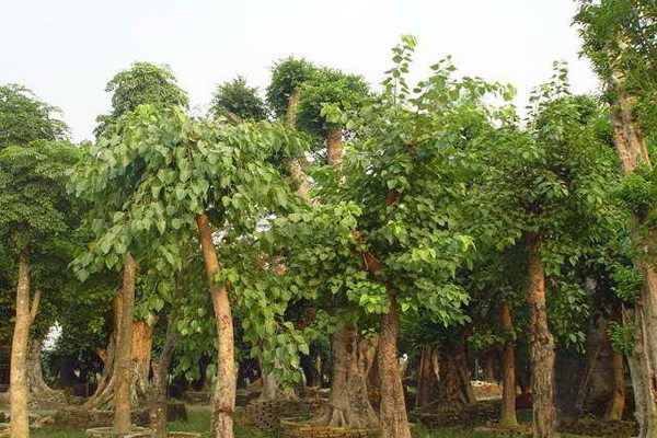 菩提树的病虫害预防和治疗