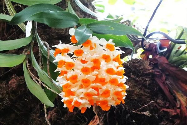 球花石斛的病虫害预防和治疗