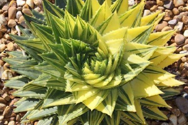 芦荟女王的病虫害预防和治疗