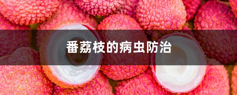 番荔枝的病虫预防和治疗