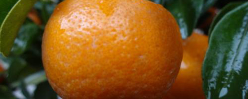四季桔的病虫害及其预防和治疗